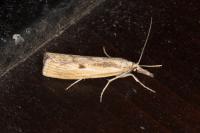 Agriphila inquinatella