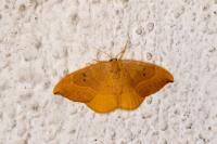 Watsonalla binaria