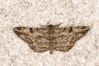 Peribatodes rhomboidaria