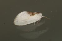 Cilix