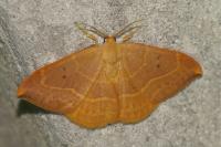 Watsonalla binaria