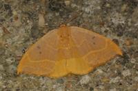 Watsonalla binaria