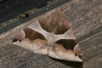 Dysgonia algira