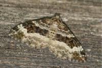 Epirrhoe alternata