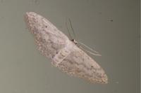 Idaea seriata