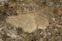 Idaea straminata