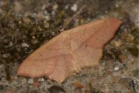 Scopula imitaria
