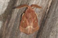 Lasiocampa trifolii