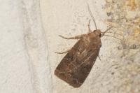 Agrotis bigramma