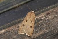 Agrotis exclamationis