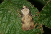 Agrotis puta