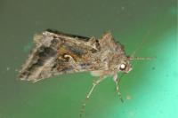 Autographa gamma