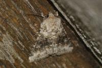 Hecatera bicolorata