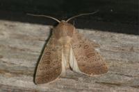 Hoplodrina ambigua