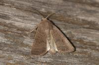 Hoplodrina ambigua