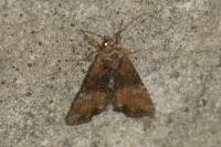 Mesoligia furuncula