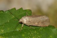 Spodoptera exigua