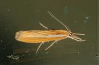 Agriphila tristella