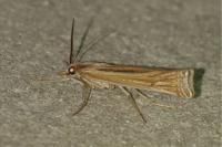 Ancylolomia tentaculella