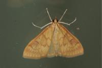 Ostrinia nubilalis