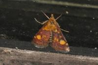 Pyrausta aurata