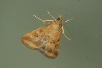 Pyrausta despicata