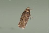 Depressaria daucella