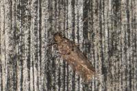 Teleiopsis diffinis