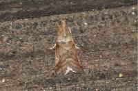 Acrobasis consociella