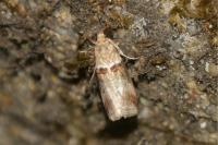 Acrobasis tumidana