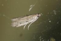 Phycitodes binaevella