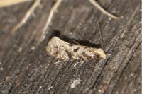 Nemapogon variatellus