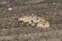 Nemapogon variatellus