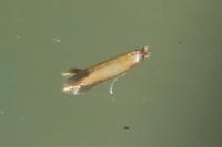Coptotriche marginea