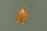 Clepsis consimilana