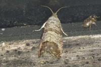 Cydia pomonella