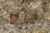 Cydia pomonella