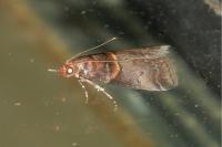 Acrobasis advenella