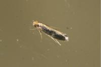 Monopis obviella