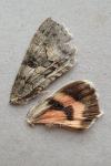 Catocala nupta