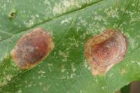 Leucoptera malifoliella