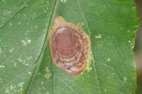 Leucoptera malifoliella