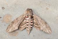 Agrius convolvuli