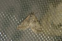 Tephronia sepiaria