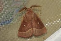 Lasiocampa trifolii