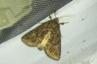 Thalpophila matura