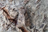 Tholera cespitis
