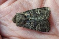 Tholera cespitis