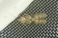 Blastobasis glandulella