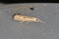 Agriphila geniculea